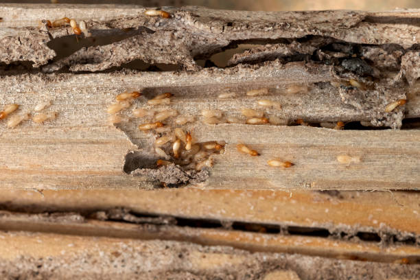 Best Affordable Pest Control Services  in Kentfield, CA